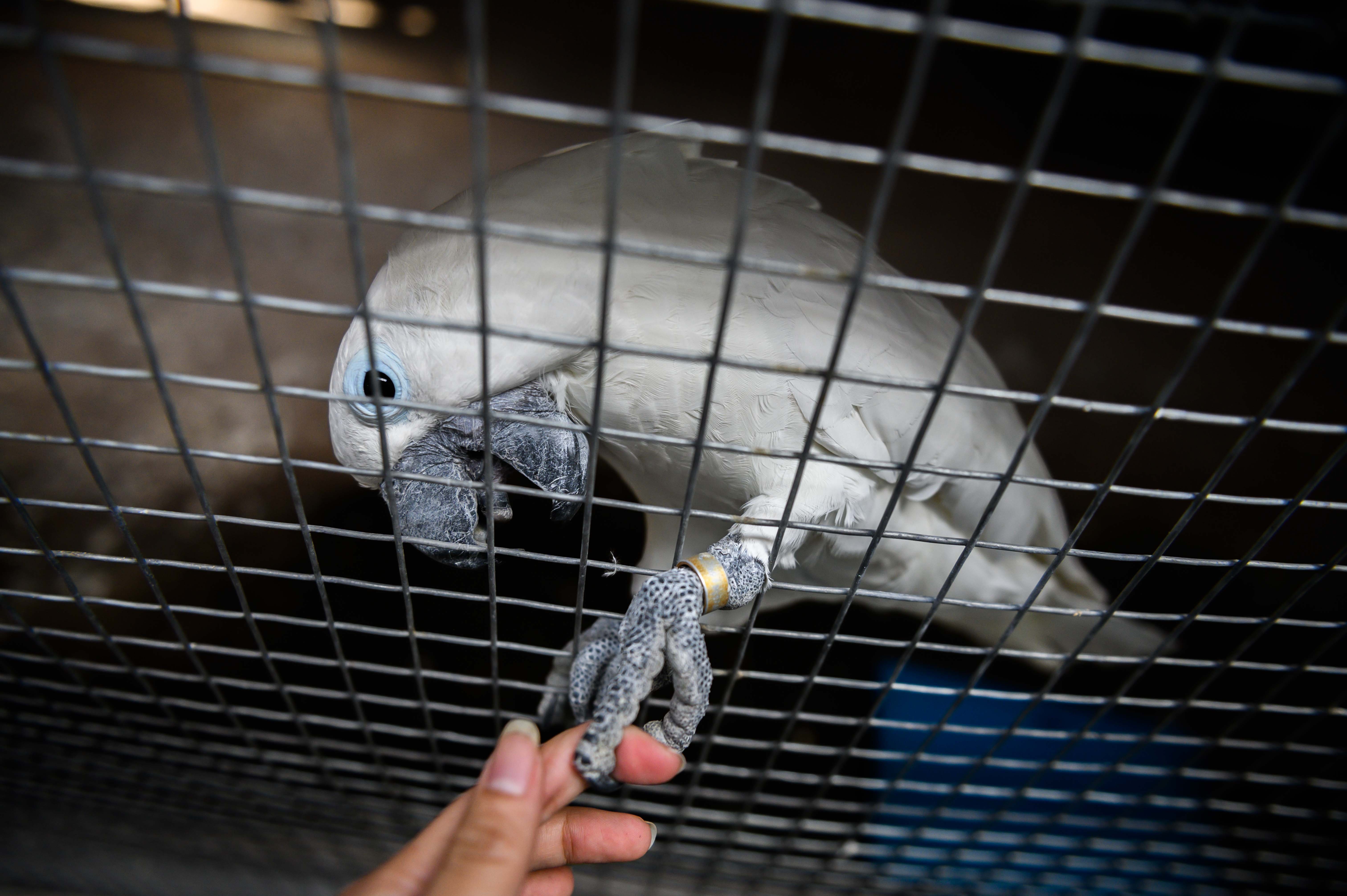 Chuyen ve nhung chua son lam duoc giai cuu anh 44