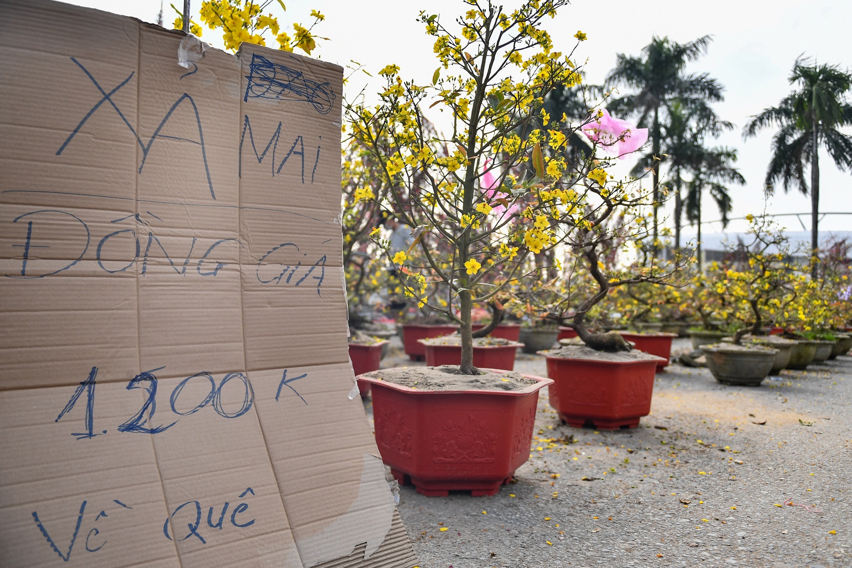 Dao, mai, quat treo bang ban thao dong gia ngay can Tet hinh anh