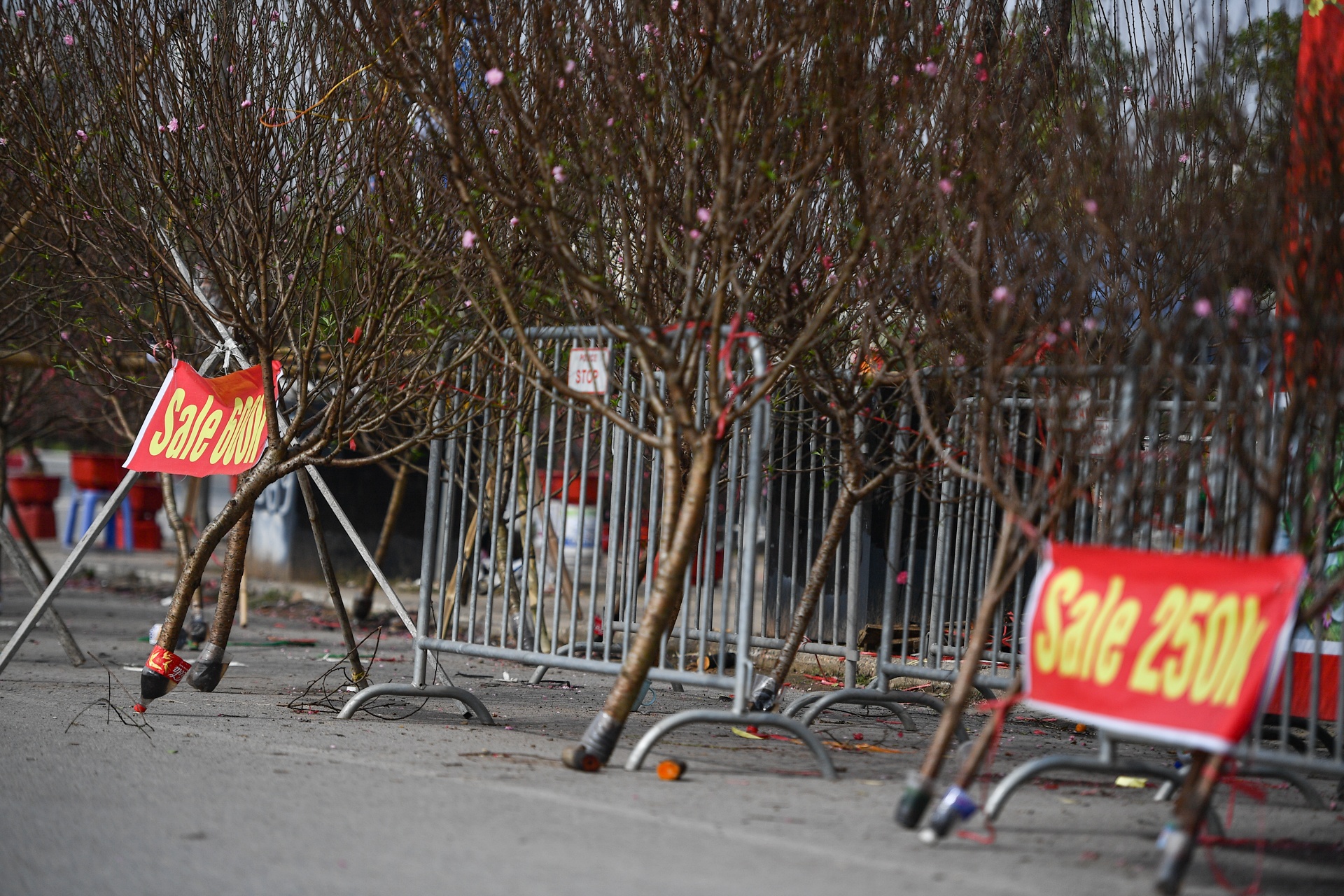 Dao,  quat ha gia nhung ngay sat Tet anh 1