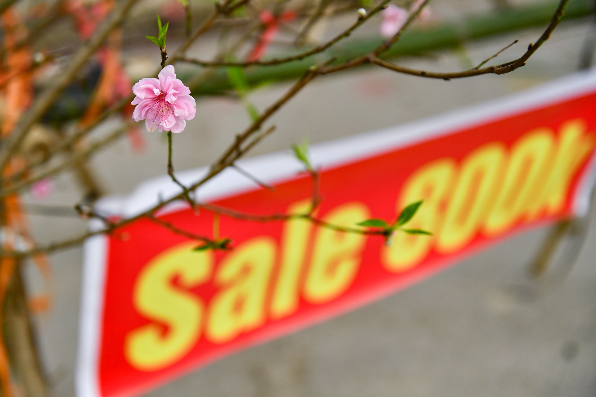 Dao,  quat ha gia nhung ngay sat Tet anh 2