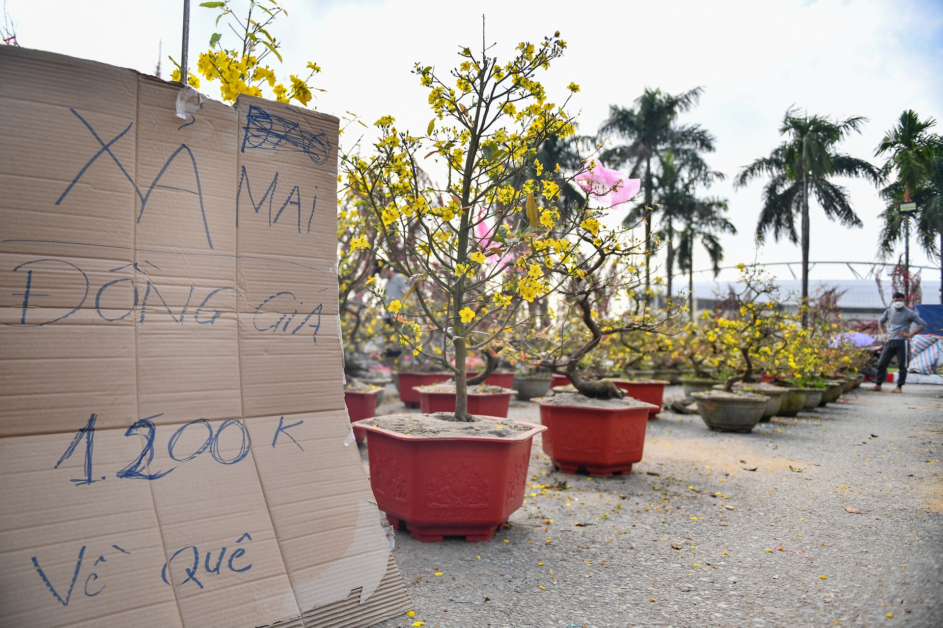Dao,  quat ha gia nhung ngay sat Tet anh 10