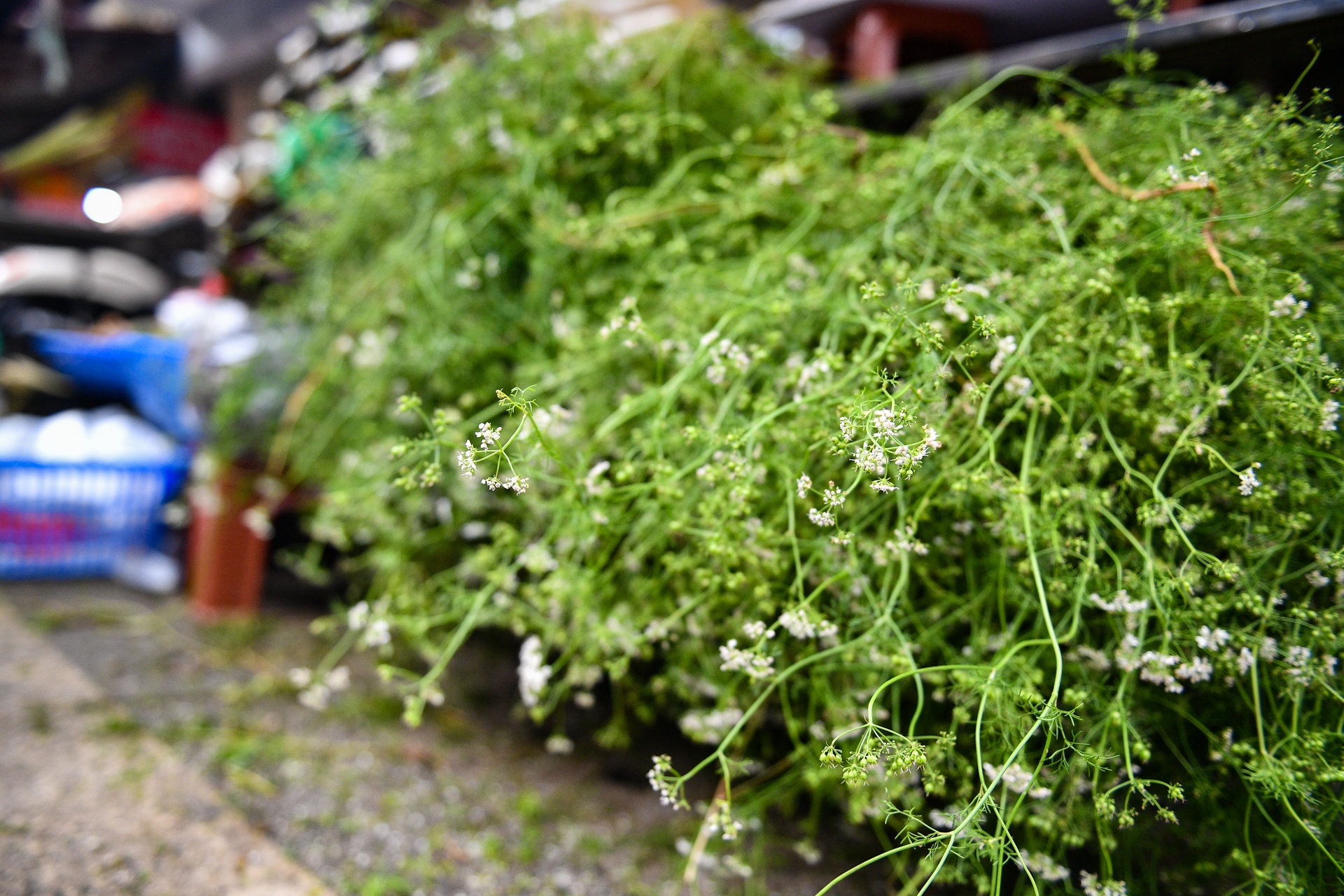 Ga ngam hoa hong cung giao thua dat khach anh 14