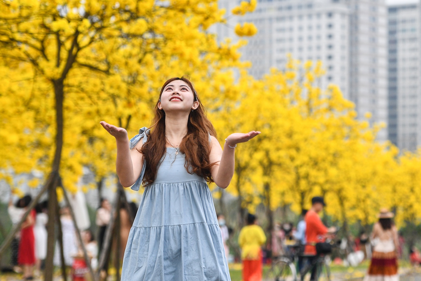 Do xo chup anh o duong hoa vang ong moi xuat hien tai Ha Noi hinh anh