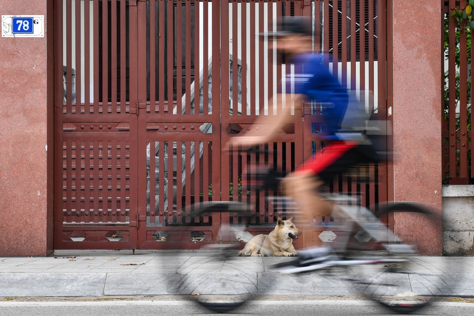 Cho tha rong,  khong ro mom lang thang noi cong cong o Ha Noi anh 12