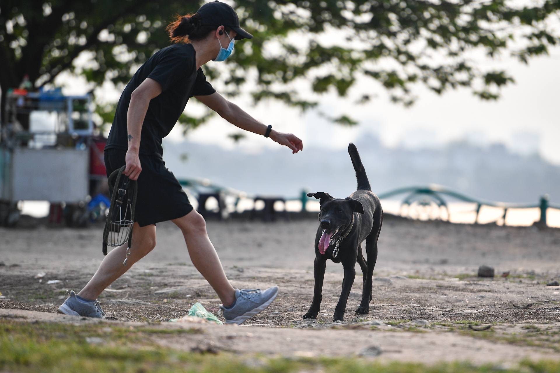 Cho tha rong,  khong ro mom lang thang noi cong cong o Ha Noi anh 8