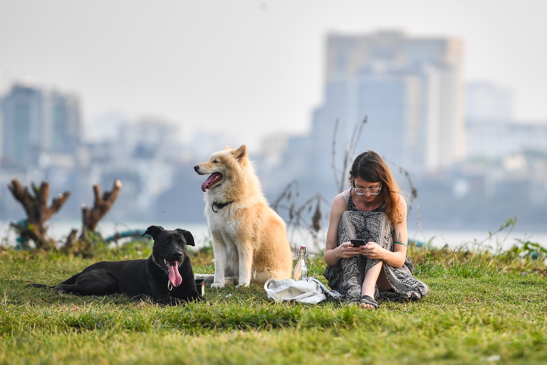 Cho tha rong,  khong ro mom lang thang noi cong cong o Ha Noi anh 4