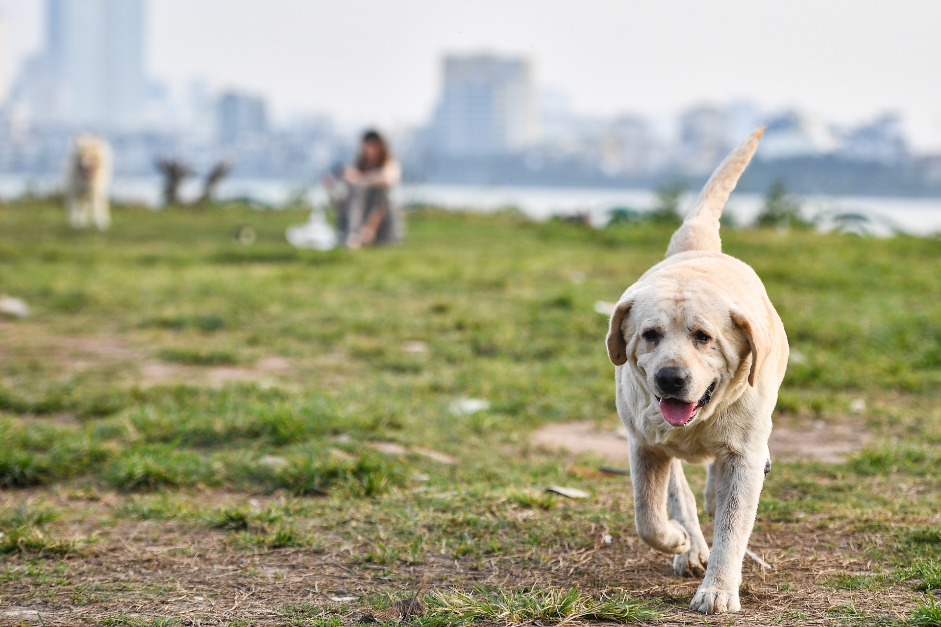 Cho tha rong,  khong ro mom lang thang noi cong cong o Ha Noi anh 9
