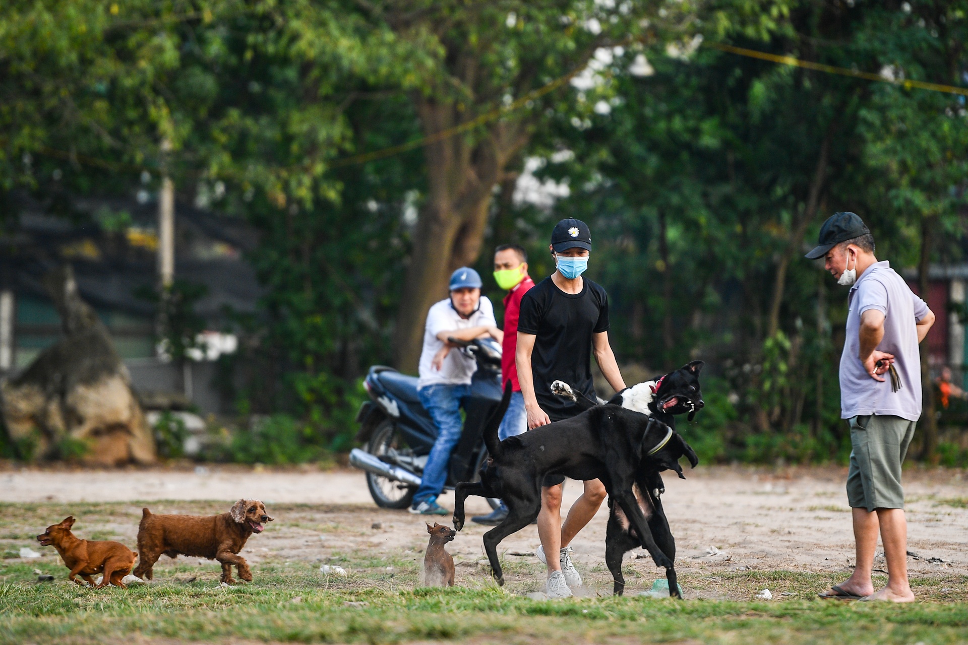 Cho tha rong,  khong ro mom lang thang noi cong cong o Ha Noi anh 10