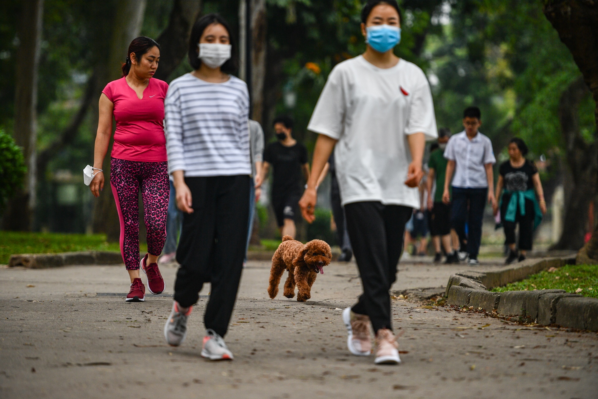 Cho tha rong,  khong ro mom lang thang noi cong cong o Ha Noi anh 1