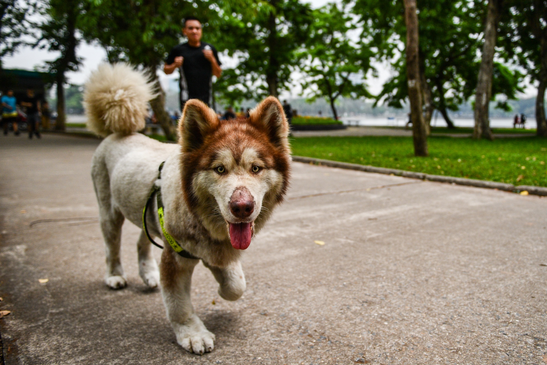 cai nhau vi hang xom de cho chay rong anh 5