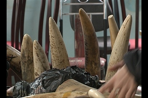 Bat 200 kg nga voi tai san bay Noi Bai hinh anh