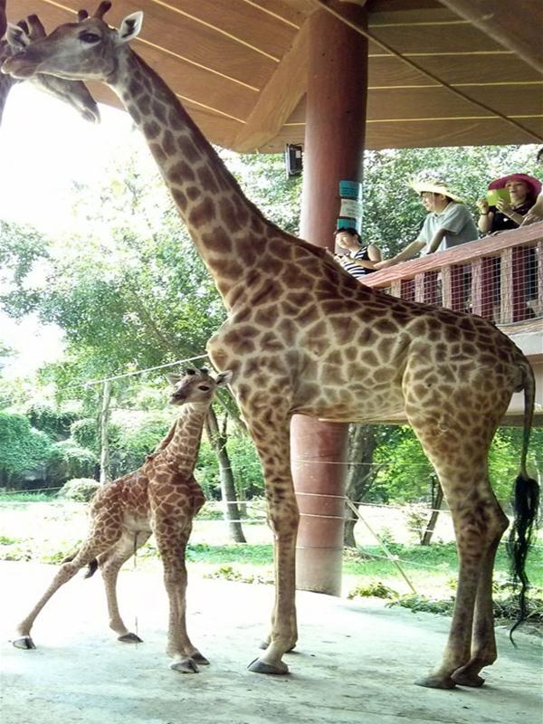 Chú hươu Châu Phi mới được sinh ngày 2/5 tại vườn thú Đại Nam.