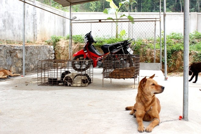 Phat hai ke trom cho 3 trieu dong hinh anh