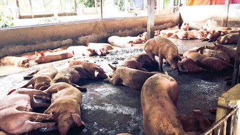 Chuyen vu nuoi heo bang chat cam cho co quan dieu tra hinh anh