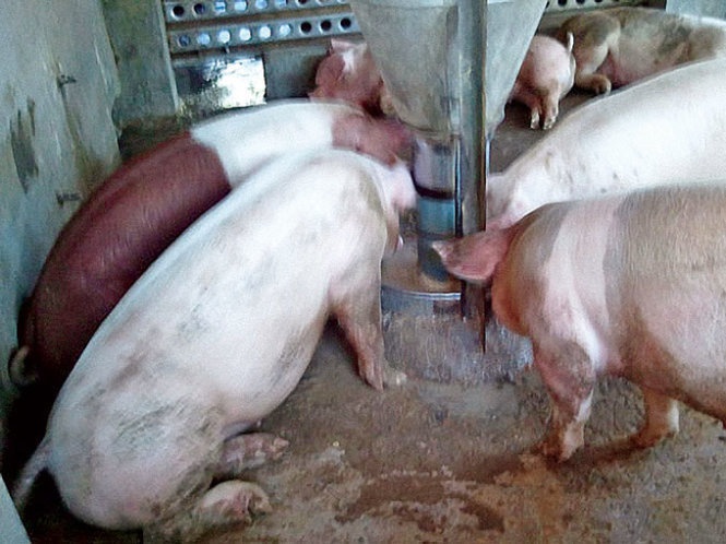 Những con heo được nuôi bằng chất tạo siêu nạc chỉ có nằm hoặc ngồi. Dù cơ quan chức năng đã bắt được không ít vụ mua bán, sử dụng chất tạo nạc trong chăn nuôi nhưng vẫn không ngăn chặn được lòng tham của nhiều chủ trang trại và thương lái.