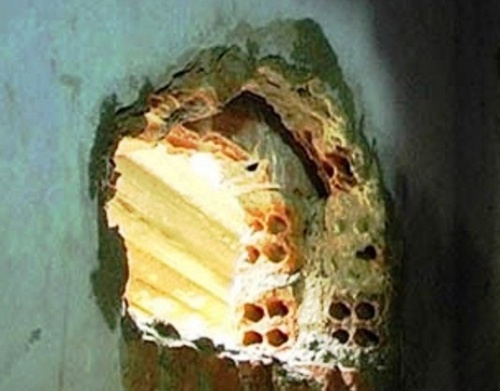 Truy na dac biet 3 pham nhan vuot nguc qua ham dao san hinh anh