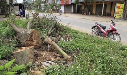 Ha Noi chat hon 500 cay xanh de doi via he hinh anh