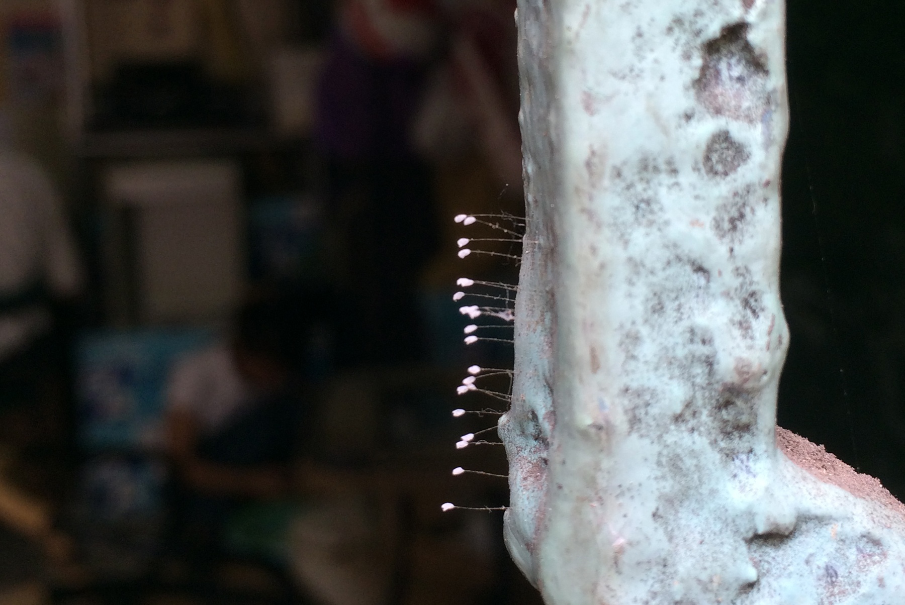 Hoa Uu Dam no trong nha co hinh anh