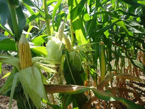 Cap tinh nhan bi cuop khi vao bai ngo tam su hinh anh