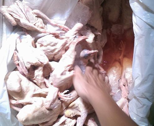 Tao khoang bi mat dua chim dong lanh lau tuon ve Ha Noi hinh anh