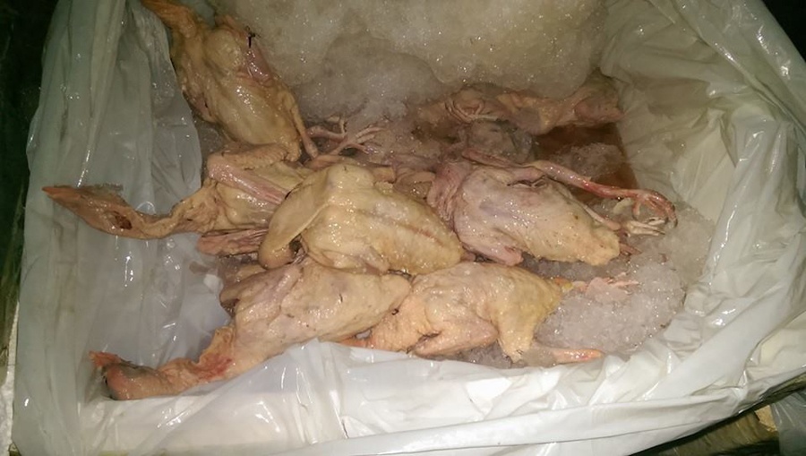 Chan 400 kg chim bo cau dong lanh tu bien gioi ve Ha Noi hinh anh
