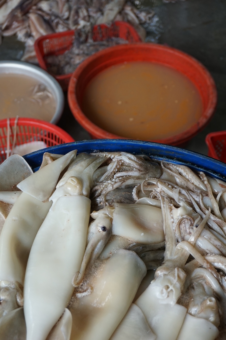 Cá mực tẩy trắng chờ bán ra thị trường. Ảnh: Việt Đức.