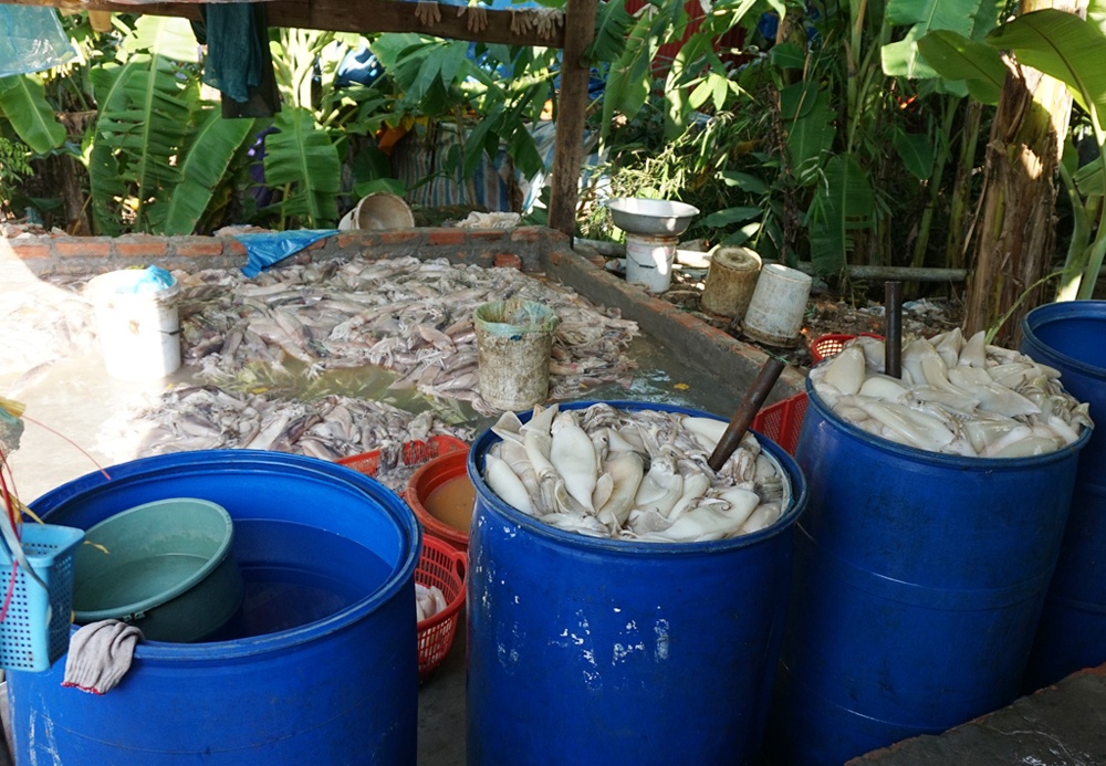 nhiều thùng phuy ngâm cá mực.