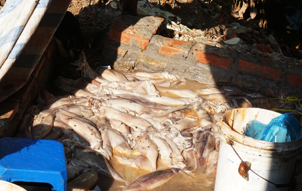 Mực kém chất lượng được làm mới