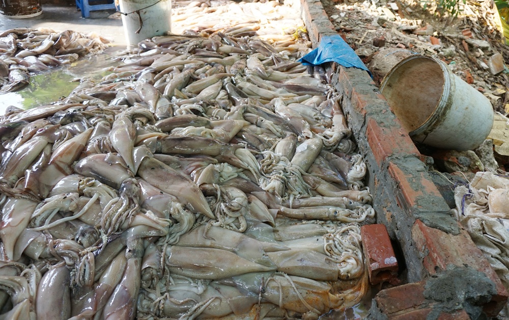 Trung bình cơ sở này bán từ 300-500 kg mực ngâm tẩm hóa chất ra các chợ đầu mối.