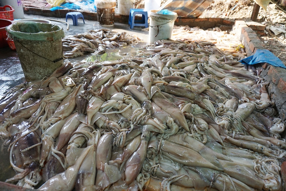 Khu sơ chế cá mực được dựng tạm ngoài bãi sông Hồng, quây bạt, ruồi nhặng bu kín xung quanh. Chủ cơ sở Đỗ Thị Lan (32 tuổi, ở Cát Bi, Hải Phòng) khai không có giấy phép đăng ký kinh doanh.