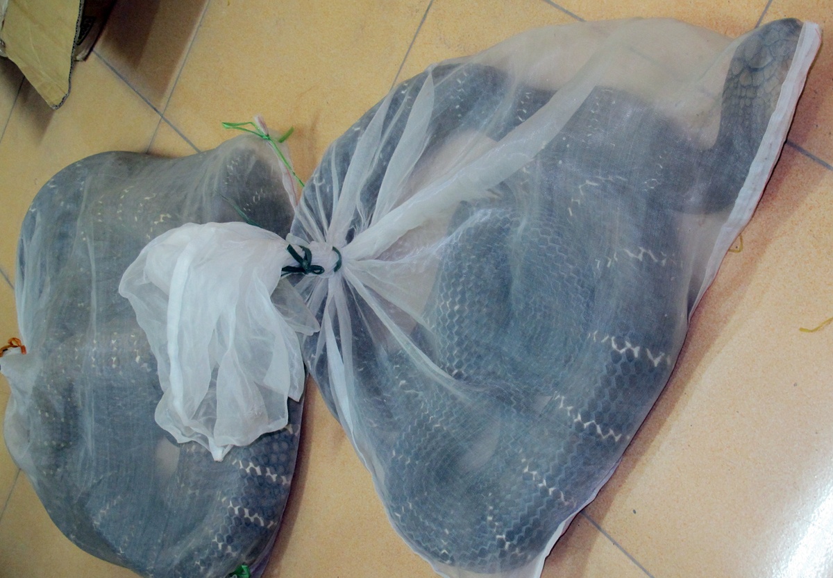 Rắn hổ mang chúa thường được đựng trong các túi lưới nhằm tránh cắn những người tới gần.