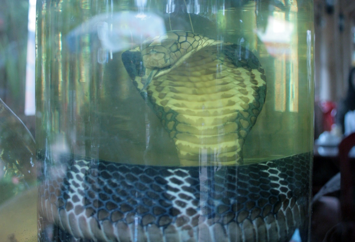 Ngoài chế biến làm món ăn, rắn hổ mang còn được nhiều người ngâm rượu. Ai mua bán, tàng trữ, sử dụng loại rượu này đều vi phạm pháp luật. 