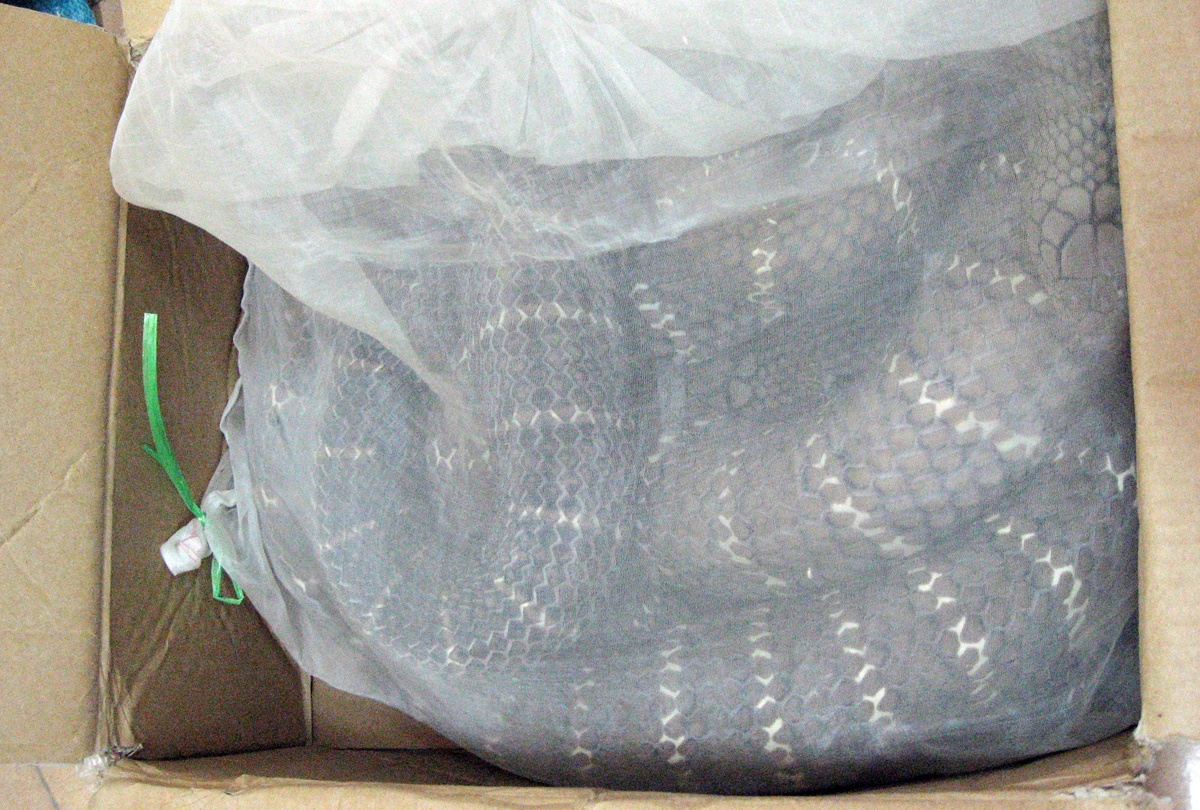 Để những chuyến thâm nhập vào hang ổ của kẻ buôn rắn chúa đảm bảo an toàn, người trinh sát nhỏ con, nhanh nhẹn Nguyễn Tuấn Anh phải kiên trì cả năm ròng tìm hiểu mánh khóe của “lái rắn”. Đơn giản nhất là dấu hiệu nhận biết rắn hổ mang thường với rắn chúa; phức tạp hơn là cách trấn tĩnh, cân bằng tâm lý khi “đụng” rắn hổ, nghe nó phun phì phì trước mặt; nghệ thuật vỗ về, túm đuôi bắt rắn chúa từ hang tối cũng rất quan trọng… Tất cả đều được người trinh sát tuổi Tỵ học hỏi, thực hành thuần thục trước khi chạm trán “ông trùm”. 