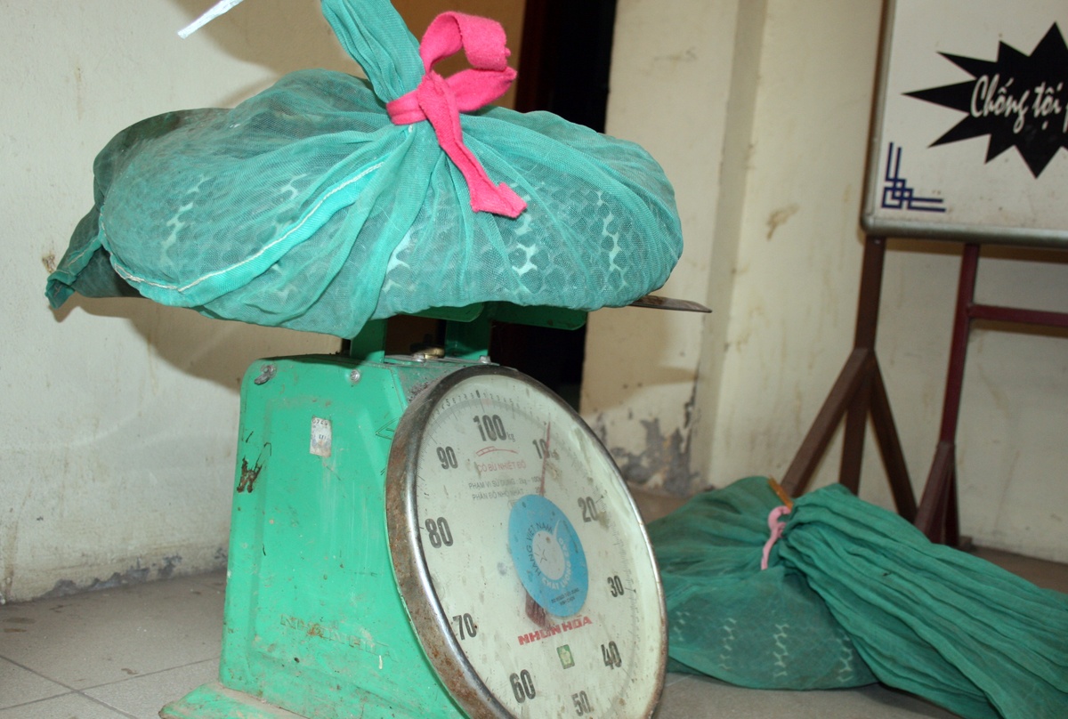 Rắn hổ mang chúa thường được đựng trong các túi lưới nhằm tránh cắn những người tới gần.