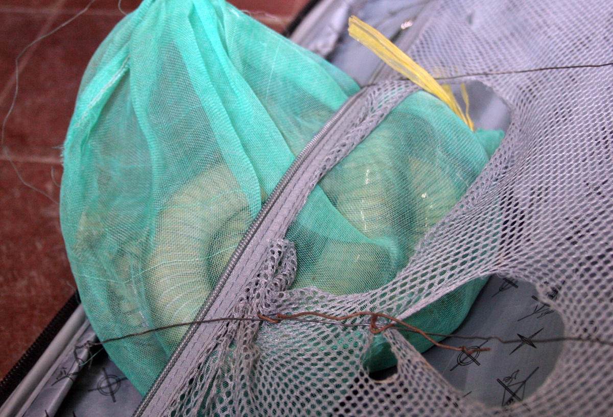 Hành vi buôn bán, vận chuyển, giết mổ rắn hổ mang chúa sẽ bị xử lý hình sự nên dân buôn thường ngụy trang kỹ trước khi đem rán đi tiêu thụ.