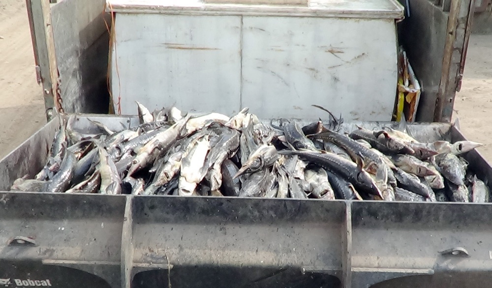 Cá tầm Trung Quốc mua tại biên giới có giá khoảng 160.000 đồng/kg, khi chuyển vào nội địa có thể bán giá từ 200.000 - 300.000 đồng/kg. Theo ước tính của Đội 4 (Chi Cục quản lý thị trường Hà Nội), 3,15 tấn cá tầm Trung Quốc nếu tiêu thụ chót lọt có giá gầm 700 triệu đồng. 