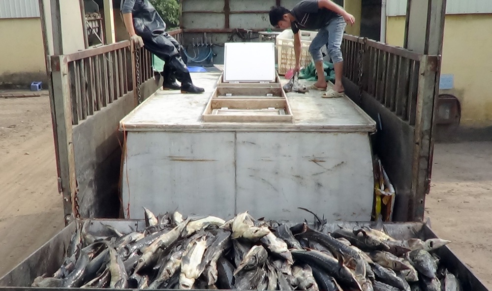 Trung tá Bùi Đức An – Phó trưởng phòng 6, Cục Cảnh sát phòng chống tội phạm về môi trường cho hay, tại Việt Nam chỉ có vùng Sa Pa (Lào Cai) và Tam Đảo (Vĩnh Phúc) nuôi được cá tầm, với sản lượng không đáng kể, không đủ đáp ứng thị trường Hà Nội.