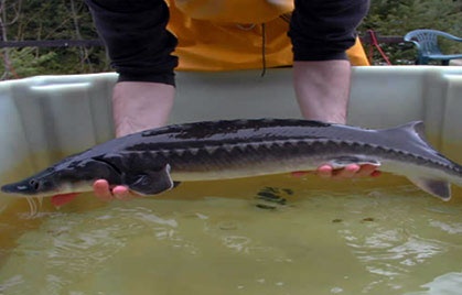 Hai be ca tam Trung Quoc chuyen vao Ha Noi trong mua cuoi hinh anh