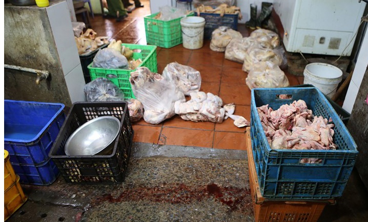 Gia cầm không rõ nguồn gốc sẽ bị tịch thu, tiêu hủy theo quy định.