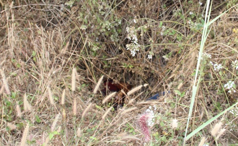 Thi thể nạn nhân được phát hiện.