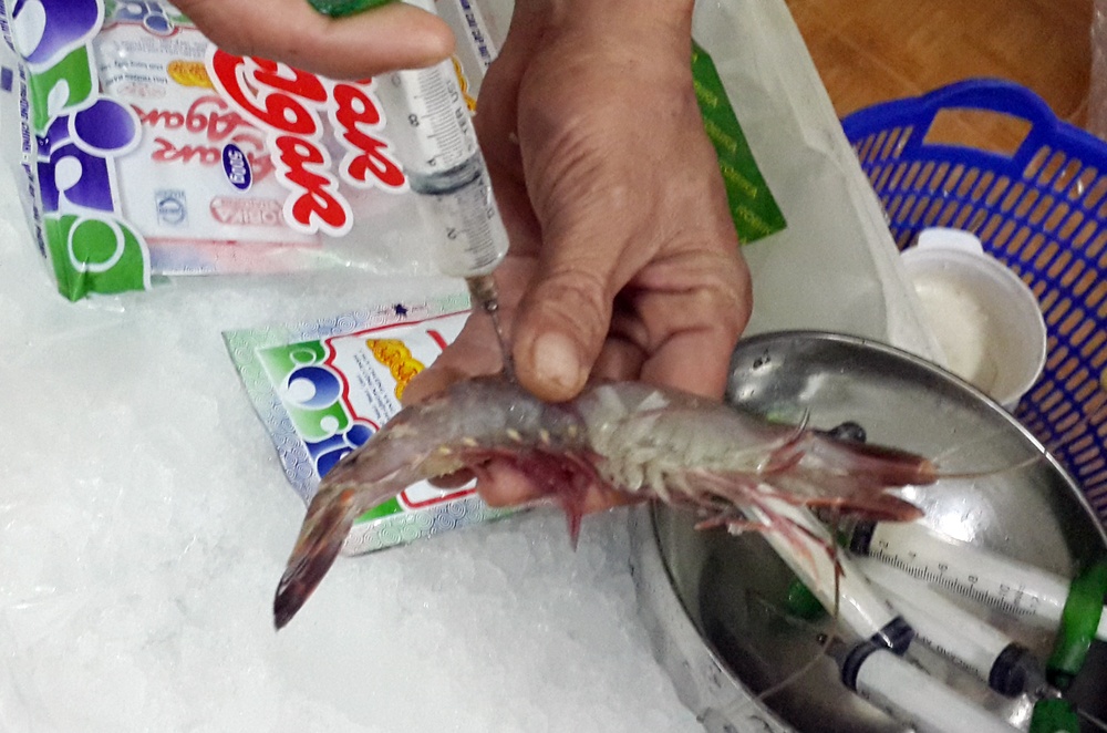 Tại cơ ở kinh doanh thủy sản trong ngách 2, tổ 68 phường Tương Mai, do Nguyễn Văn Cửu (33 tuổi, quê huyện Nga Sơn, tỉnh Thanh Hóa) làm chủ, nhà chức trách phát hiện 4 nhân viên đang dùng kim tiêm bơm bột Agar vào thân con tôm đông lạnh.