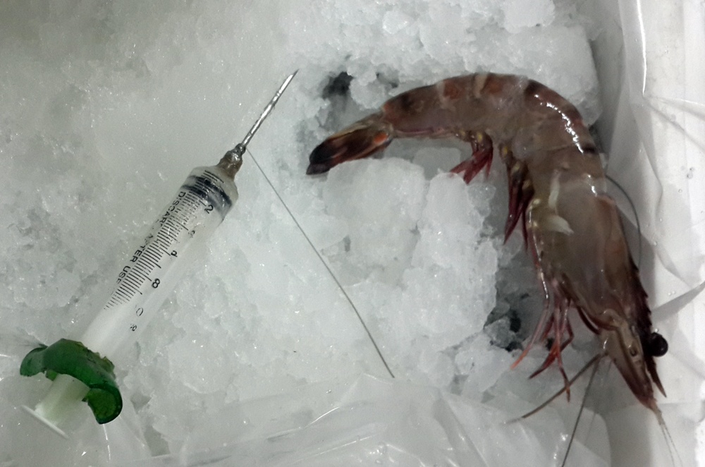 Muc so thi tom su bom tap chat hinh anh