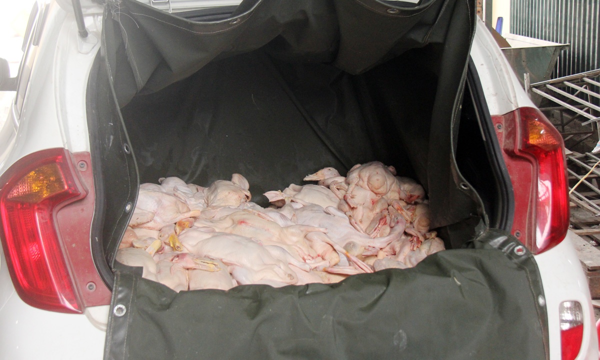 Sáng 10/2, Phòng 6 Cục Cảnh sát phòng chống tội phạm về môi trường (C49, Bộ Công an) và lực lượng chức năng Hà Nội, phát hiện xe ôtô bán tải vận chuyển lượng lớn gia cầm (vịt) đã qua sơ chế, giao tới cơ sở chế biến trong ngõ 109 đường Trường Chinh (phường Phương Liệt, quận Thanh Xuân, Hà Nội) đã kiểm tra.