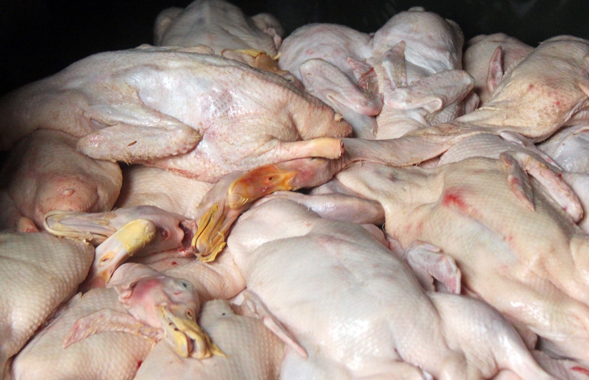 Làm việc với cơ quan chức năng, lái xe chở vịt không xuất trình đường giấy tờ kiểm dịch thú ý. Anh này cho biết thường xuyên vận chuyển gia cầm cùng loại cho cơ sở này để chế biến thành vịt quay.