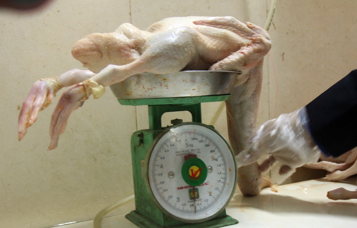 Kiểm tra xưởng chế biến vịt trong ngõ 109 Trường Chính, do ông  Đoàn Trung Hải (33 tuổi, ở quận Hoàng Mai) làm chủ, nhà chức trách phát hiện cơ sở này chưa có giấy chứng nhận đủ điều kiện giết mổ gia cầm. Toàn bộ lượng vịt lưu trữ tại đây không có dấu kiểm dịch thú ý.