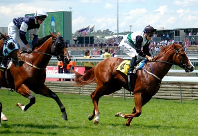 Cap doi nguoi Han lua dau tu dua ngua sa luoi tai Viet Nam hinh anh