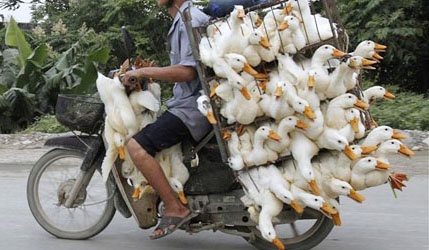 4 nguoi vo trom 78 con vit sieu de trong dem hinh anh