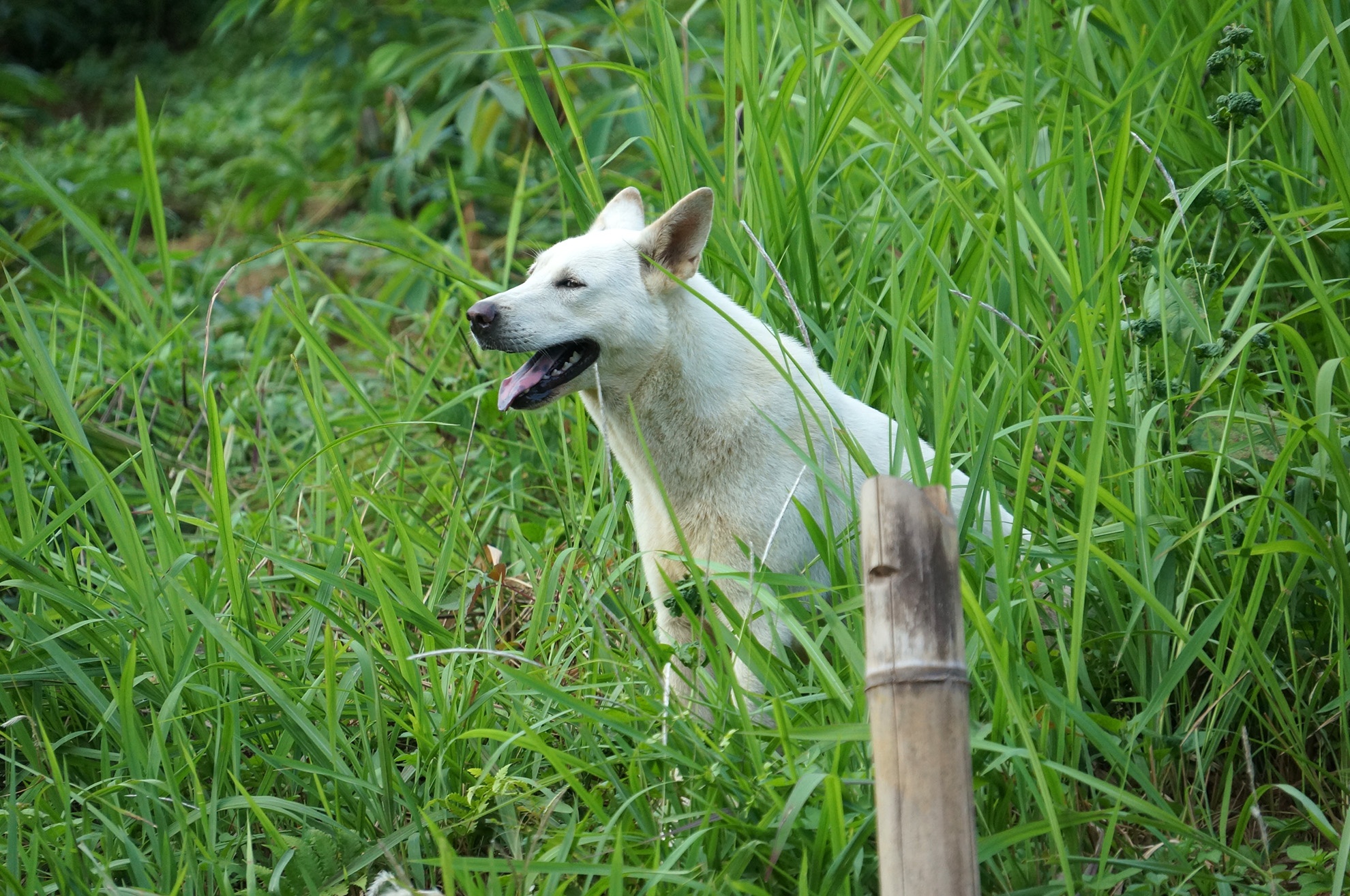 Sự sống duy nhất quanh ngôi nhà nghhi phạm gây thảm sát 4 người ở Yên Bái là chú chó Hùng nuôi.