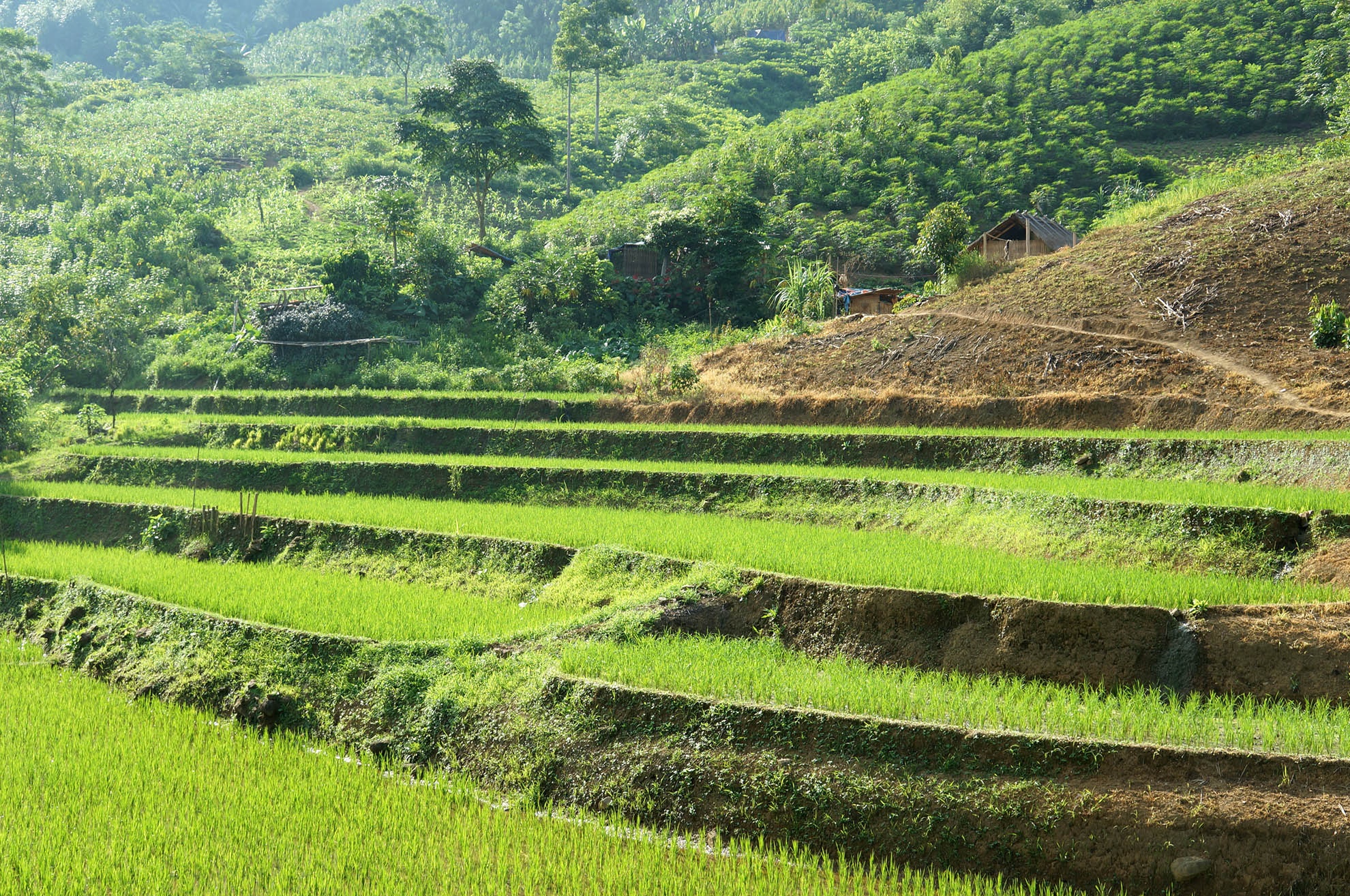 Nhà Hùng lọt thỏm trong rừng sâu, phía trước là ruộng bậc thang. 