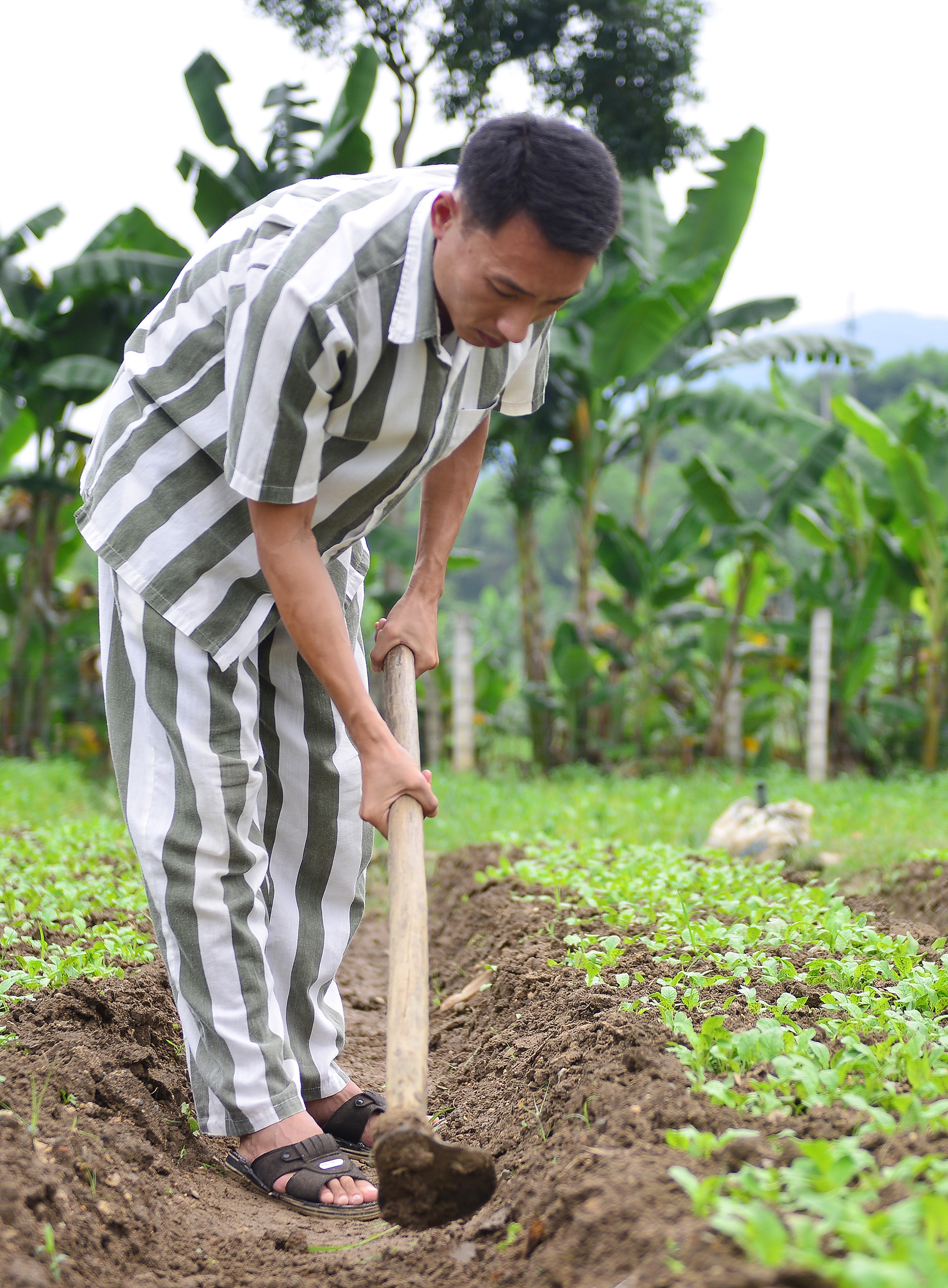 Anh Trịnh Quang Minh (35 tuổi, nhà ở quận Cầu Giấy, Hà Nội) là người duy nhất trong số 35 phạm nhân thuộc Đội 1, được đề nghị xét đặc xá nhân dịp Quốc khánh 2/9. Anh Minh đang thụ lý bản án 4 năm, 6 tháng tù về tội Chứa mại dâm. Bị bắt tháng 7 năm 2013, phạm nhân quê Hà Nội nhập trại Hồng Ca 6 tháng sau đó. “Những ngày ở trại, tôi được quản giáo động viên, tạo điều kiện làm việc tại môi trường phù hợp với điều kiện sức khỏe. Tôi hy vọng dịp này được đặc xá để về đoàn tụ với gia đình” - phạm nhân nhà Hà Nội chia sẻ.